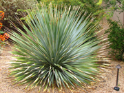 Penstemon eatoni-Firecracker